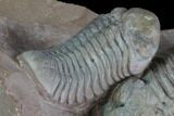 Triple Austerops Trilobite - Jorf, Morocco #95483-9